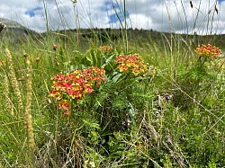 Farbenfrohe Natur